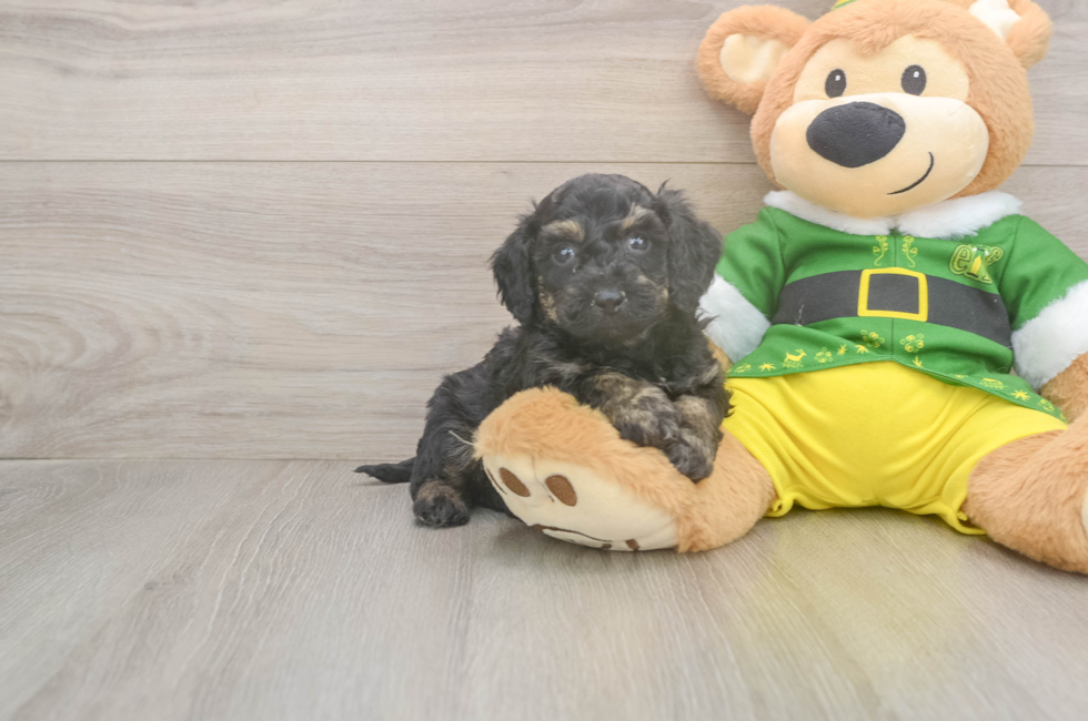 5 week old Poochon Puppy For Sale - Simply Southern Pups