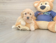 6 week old Poochon Puppy For Sale - Simply Southern Pups