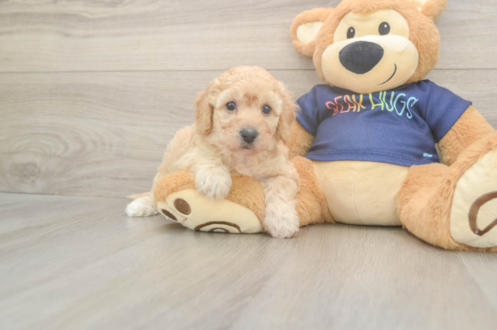 5 week old Poochon Puppy For Sale - Simply Southern Pups