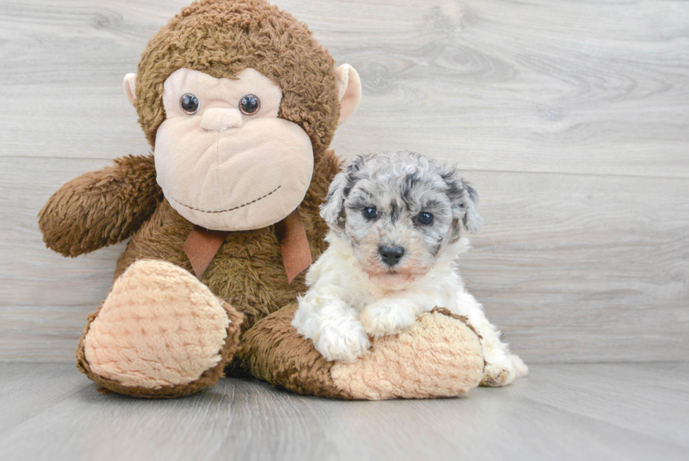 Máx french poodle Mini Toy so cute puppy french poodle. Lovely #max #poodle  #puppy #dog