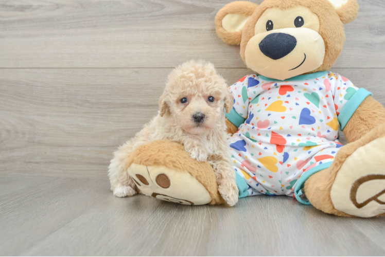 Smart Poochon Poodle Mix Pup