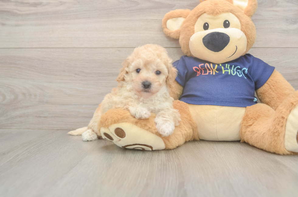 5 week old Poochon Puppy For Sale - Simply Southern Pups