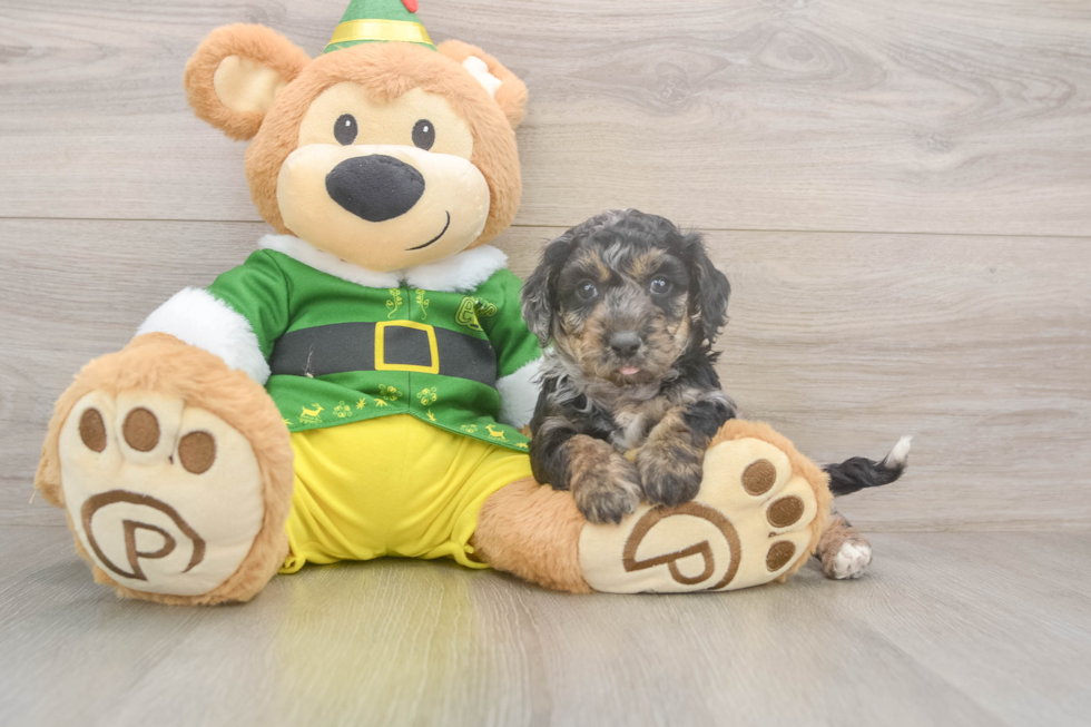 Funny Poochon Poodle Mix Pup