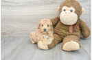 Popular Poochon Poodle Mix Pup