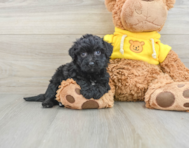 6 week old Poochon Puppy For Sale - Simply Southern Pups