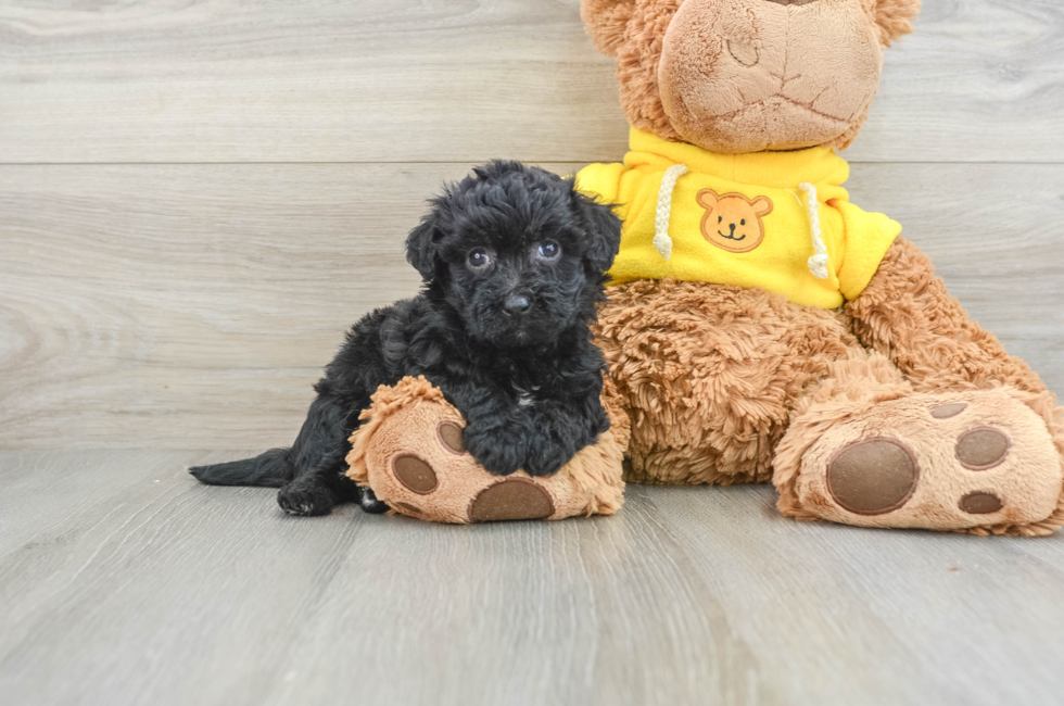 6 week old Poochon Puppy For Sale - Simply Southern Pups