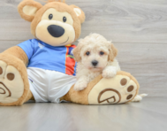 6 week old Poochon Puppy For Sale - Simply Southern Pups