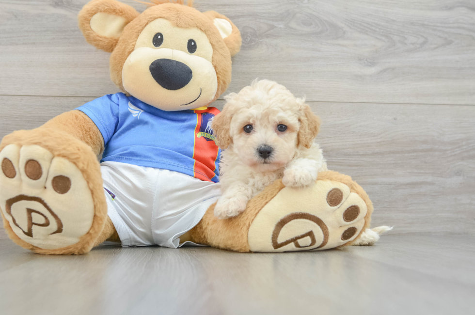 6 week old Poochon Puppy For Sale - Simply Southern Pups