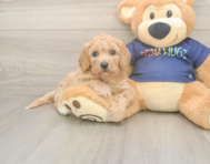 8 week old Poochon Puppy For Sale - Simply Southern Pups