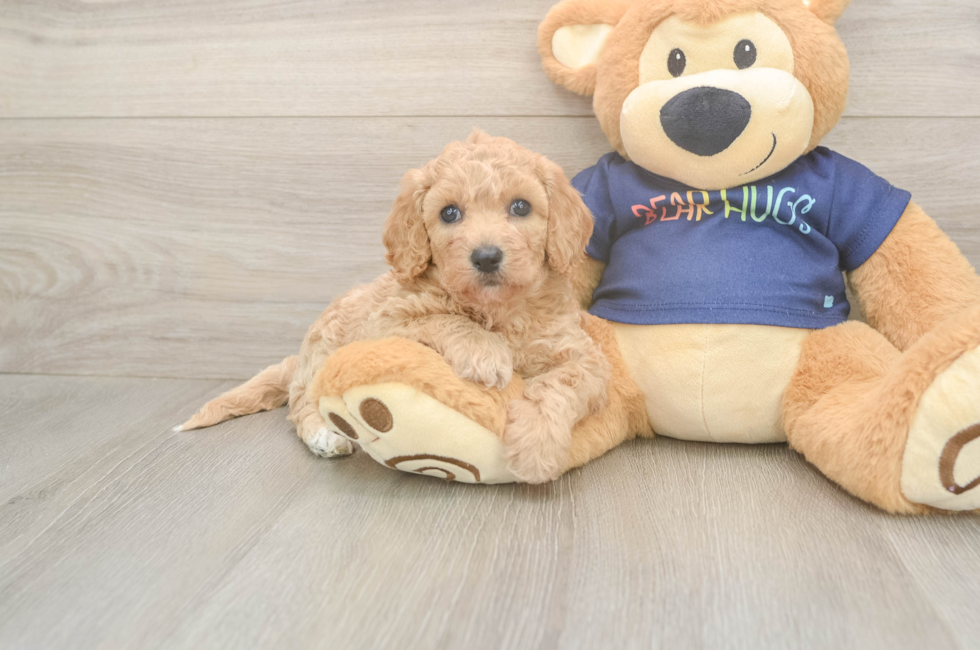 5 week old Poochon Puppy For Sale - Simply Southern Pups