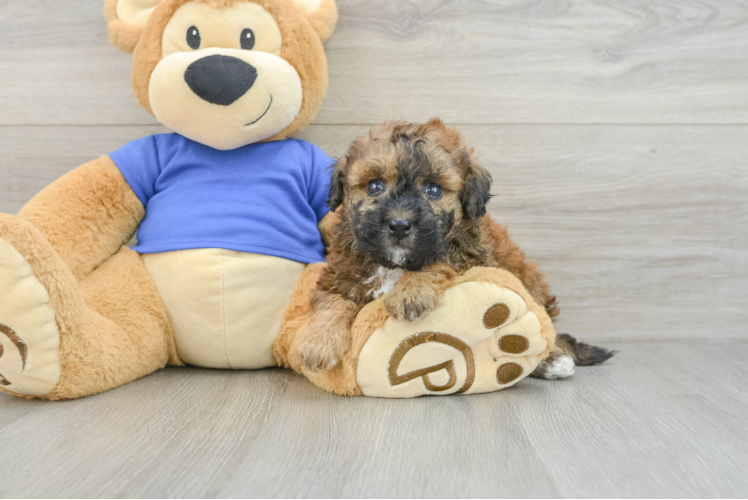 Poochon Pup Being Cute