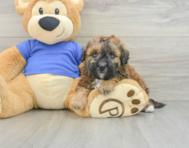 7 week old Poochon Puppy For Sale - Simply Southern Pups