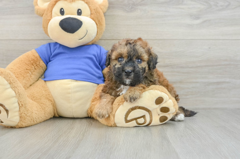 5 week old Poochon Puppy For Sale - Simply Southern Pups