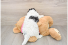 Poochon Puppy for Adoption