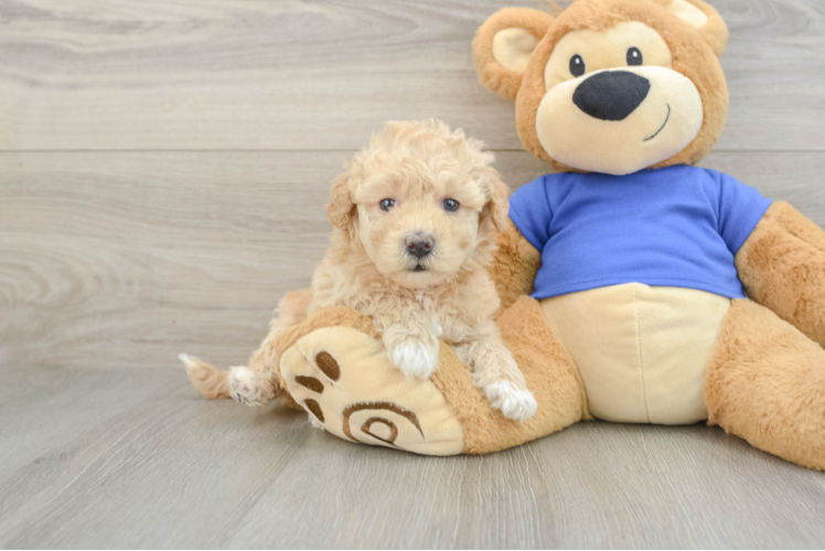 Cute Poochon Baby
