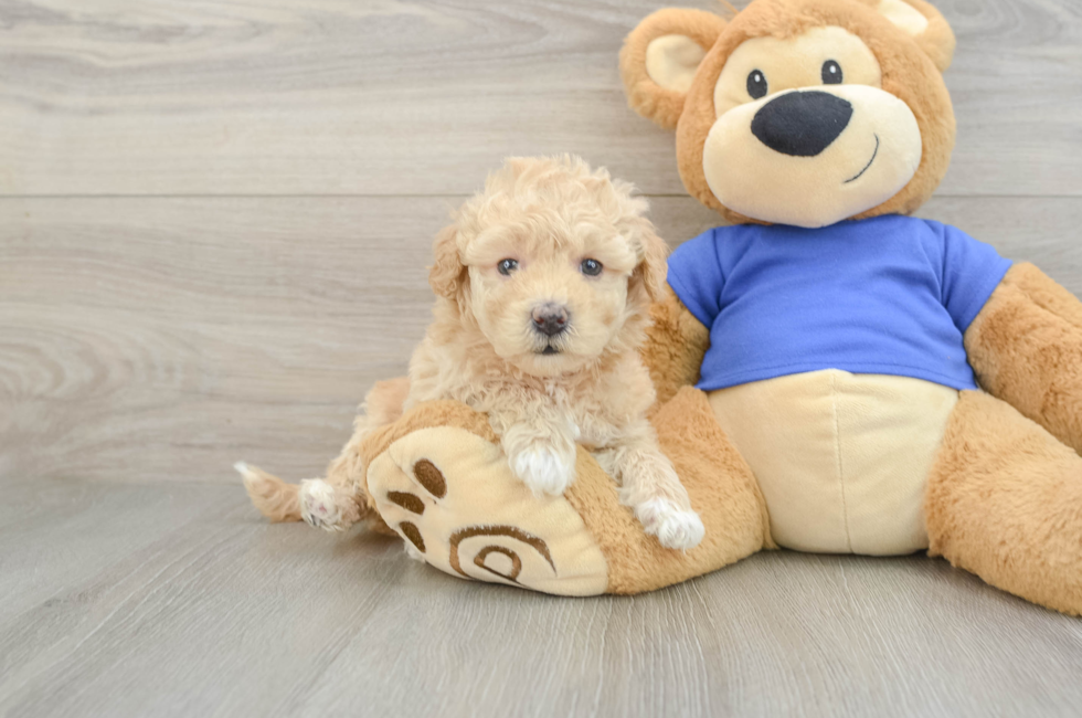 5 week old Poochon Puppy For Sale - Simply Southern Pups