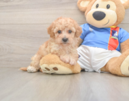 8 week old Poochon Puppy For Sale - Simply Southern Pups