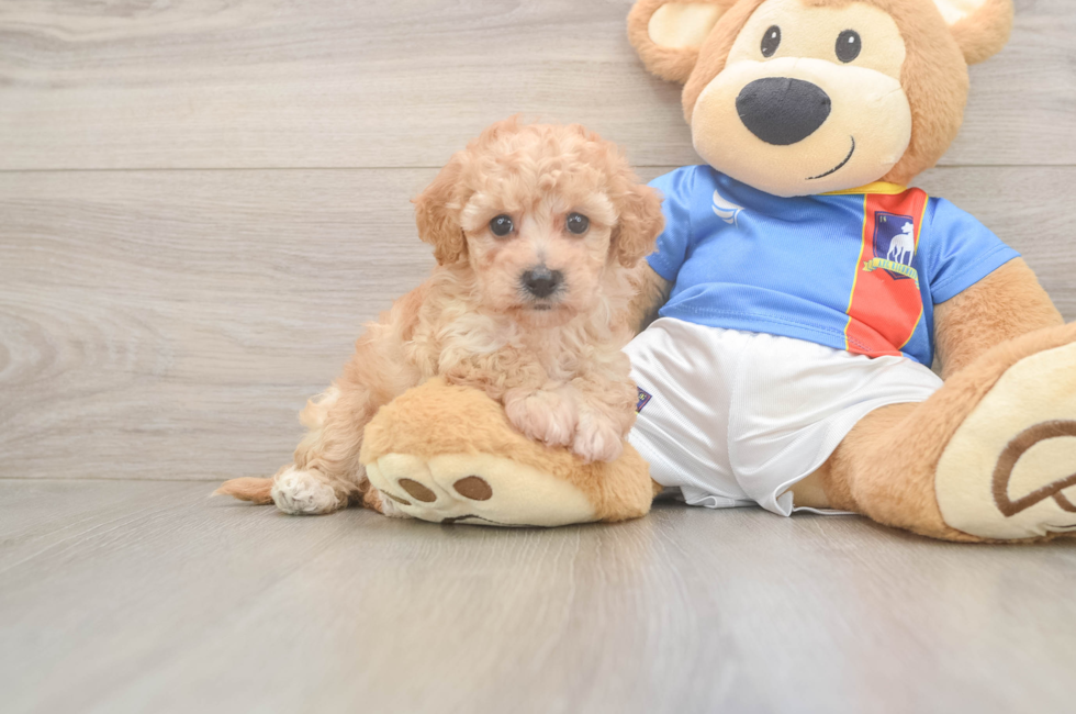 6 week old Poochon Puppy For Sale - Simply Southern Pups
