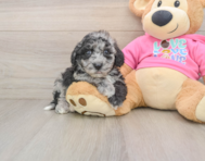 7 week old Poochon Puppy For Sale - Simply Southern Pups
