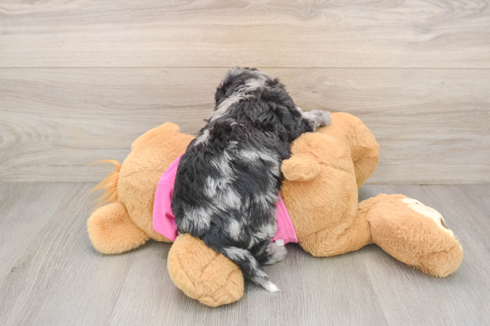 Cute Poochon Baby