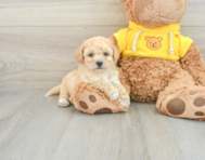 6 week old Poochon Puppy For Sale - Simply Southern Pups