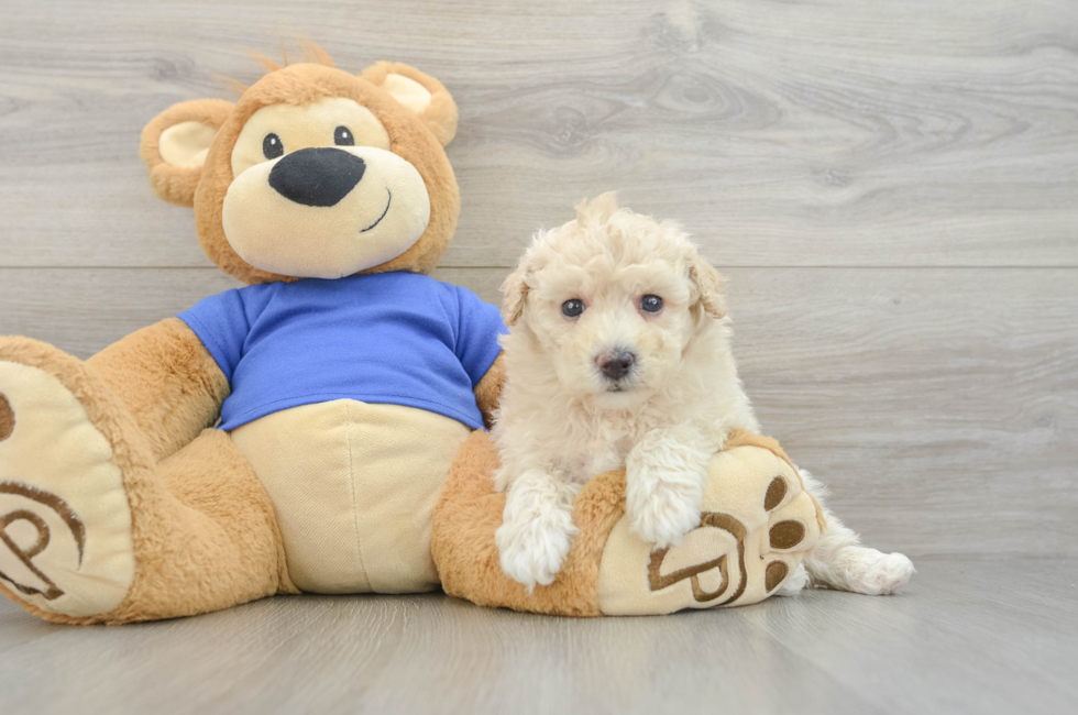 5 week old Poochon Puppy For Sale - Simply Southern Pups
