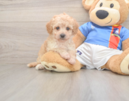 8 week old Poochon Puppy For Sale - Simply Southern Pups