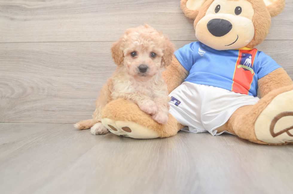 6 week old Poochon Puppy For Sale - Simply Southern Pups