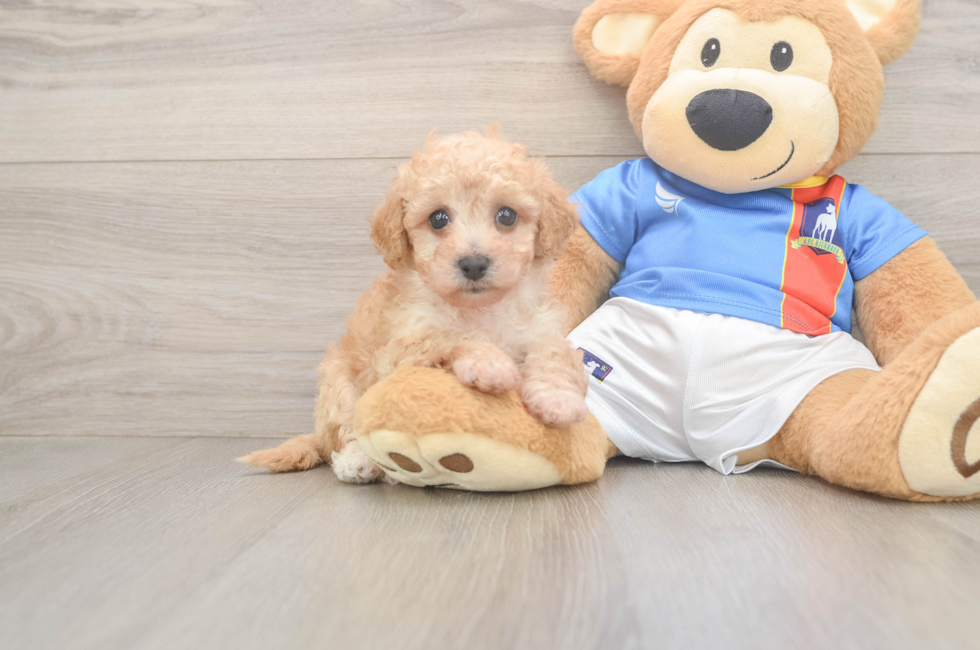6 week old Poochon Puppy For Sale - Simply Southern Pups