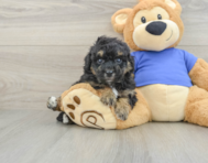 5 week old Poochon Puppy For Sale - Simply Southern Pups