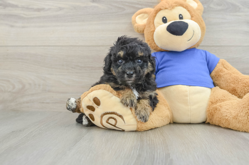 5 week old Poochon Puppy For Sale - Simply Southern Pups