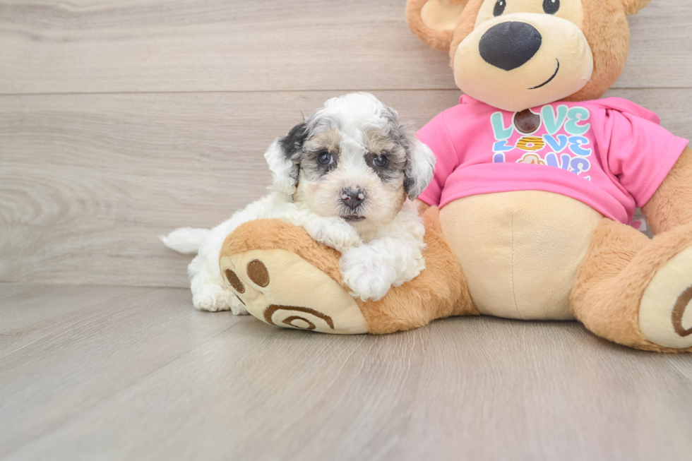 Best Poochon Baby
