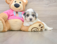 6 week old Poochon Puppy For Sale - Simply Southern Pups