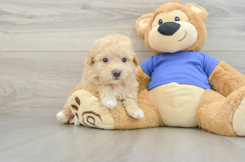 5 week old Poochon Puppy For Sale - Simply Southern Pups