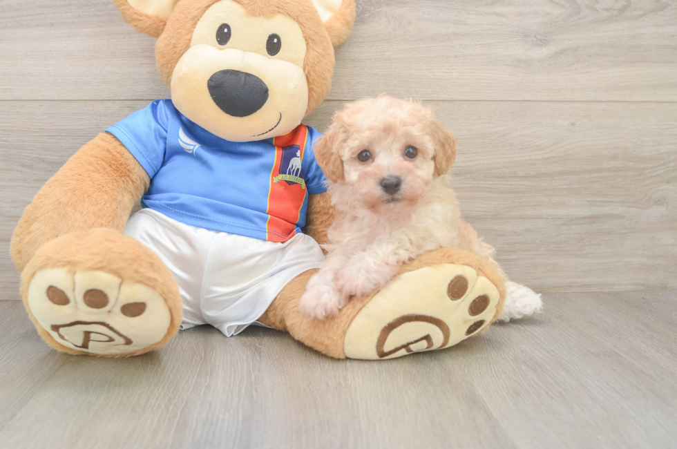 6 week old Poochon Puppy For Sale - Simply Southern Pups