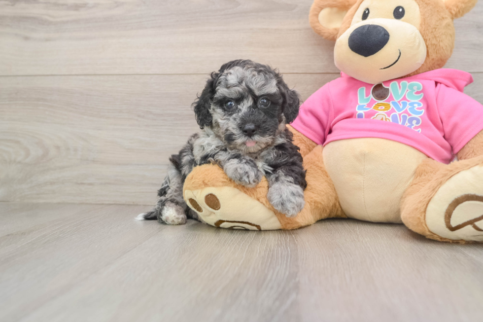 Best Poochon Baby