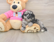 6 week old Poochon Puppy For Sale - Simply Southern Pups
