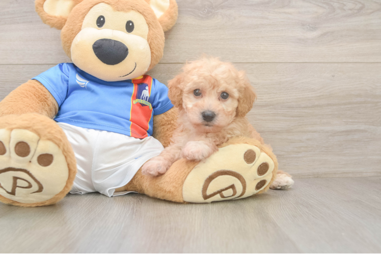 Friendly Poochon Baby