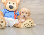 8 week old Poochon Puppy For Sale - Simply Southern Pups