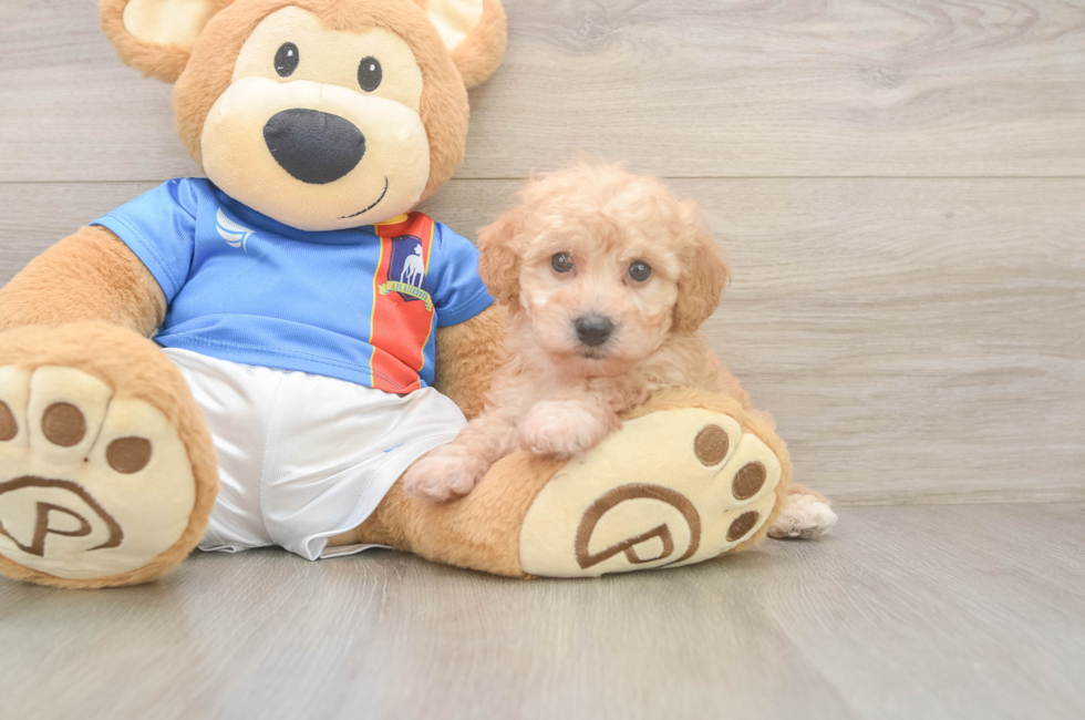 6 week old Poochon Puppy For Sale - Simply Southern Pups