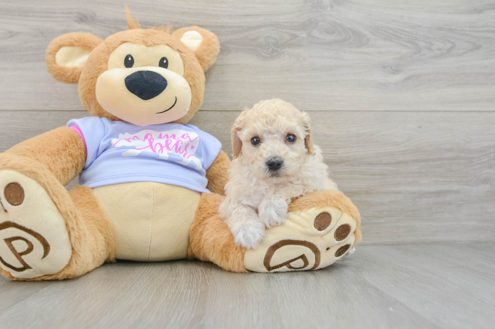 Popular Poochon Poodle Mix Pup