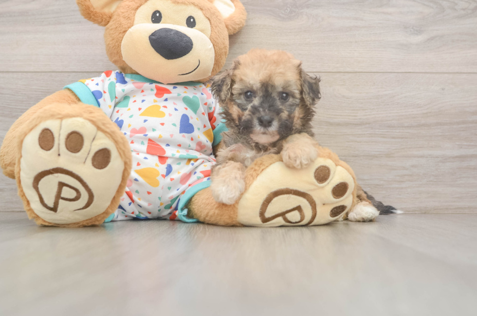 6 week old Poochon Puppy For Sale - Simply Southern Pups