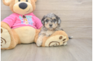 Poochon Pup Being Cute