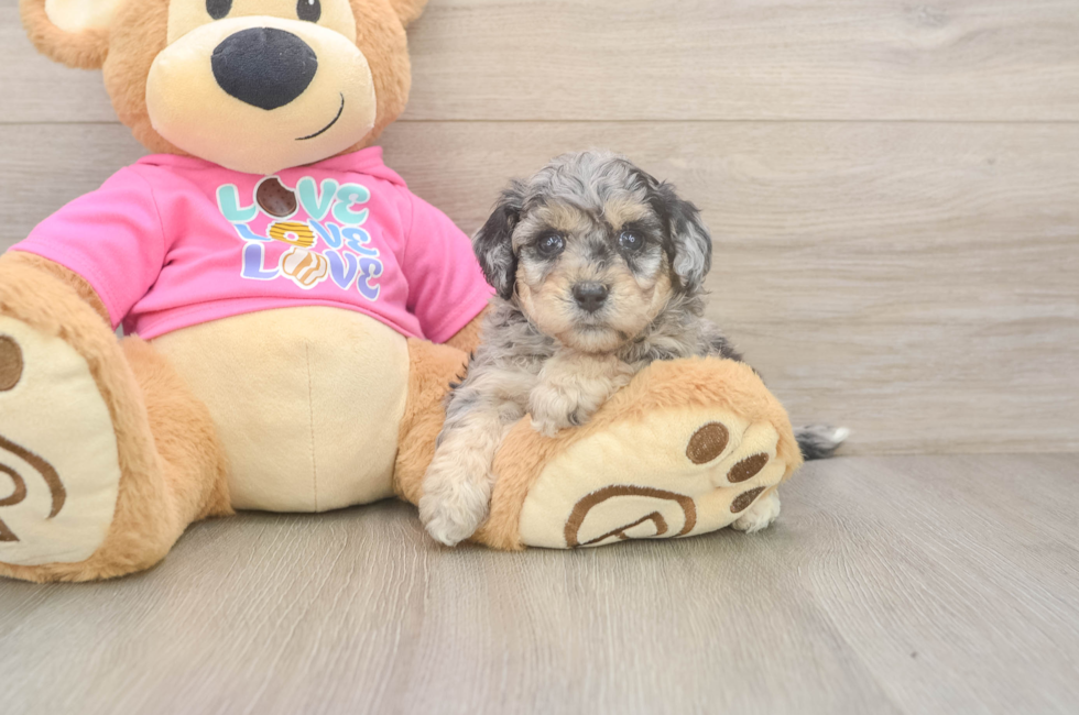 5 week old Poochon Puppy For Sale - Simply Southern Pups
