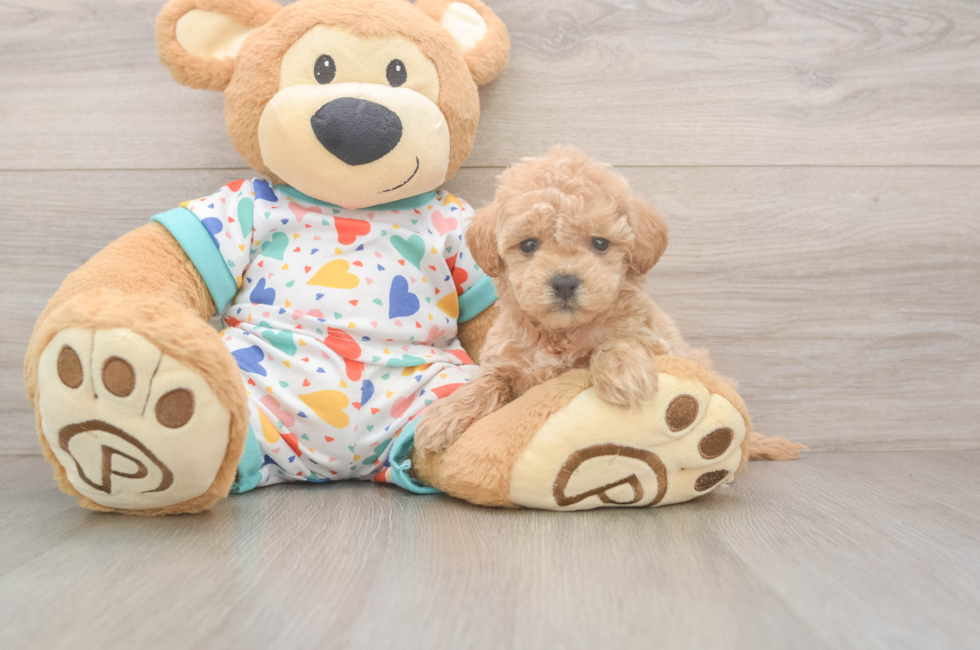6 week old Poochon Puppy For Sale - Simply Southern Pups