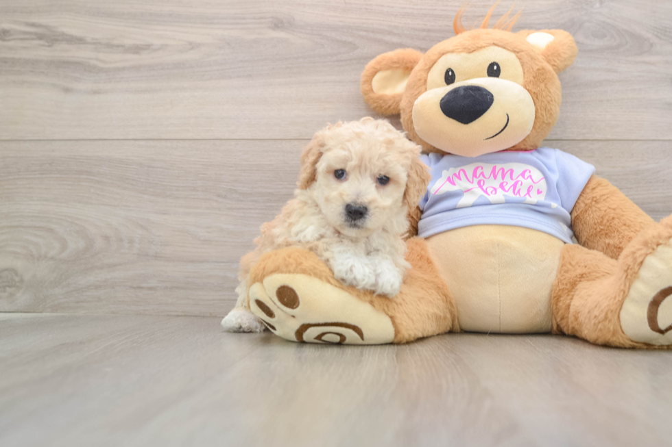 Poochon Pup Being Cute