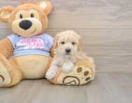 5 week old Poochon Puppy For Sale - Simply Southern Pups