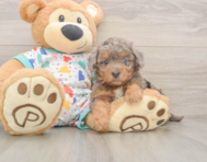 7 week old Poochon Puppy For Sale - Simply Southern Pups