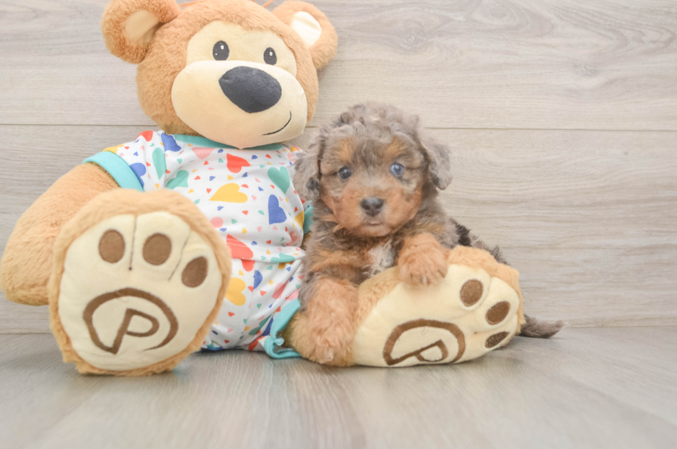 6 week old Poochon Puppy For Sale - Simply Southern Pups