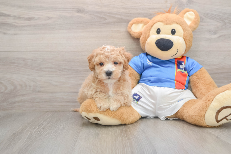 Popular Poochon Poodle Mix Pup